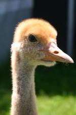 Black Green Black - 12th June 2014 Black Green Black - 12th June 2014